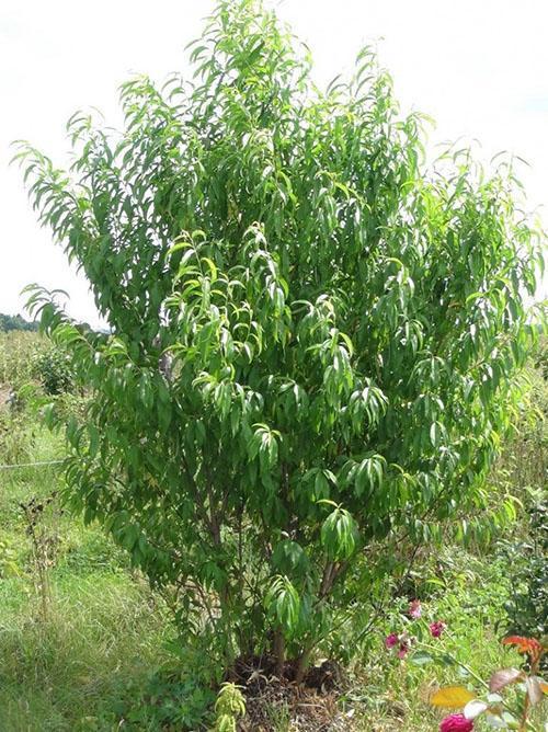 arbusto de corona de melocotón