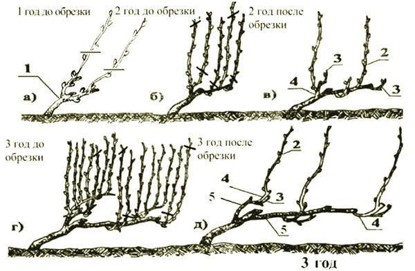 la formation d'une couronne rampante