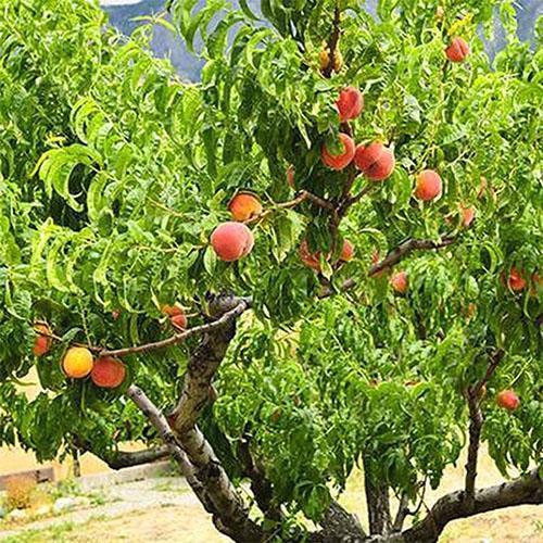 pêche dans le jardin à la datcha