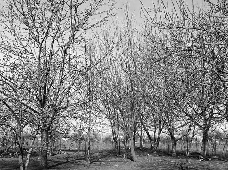 plantación espesa de árboles frutales