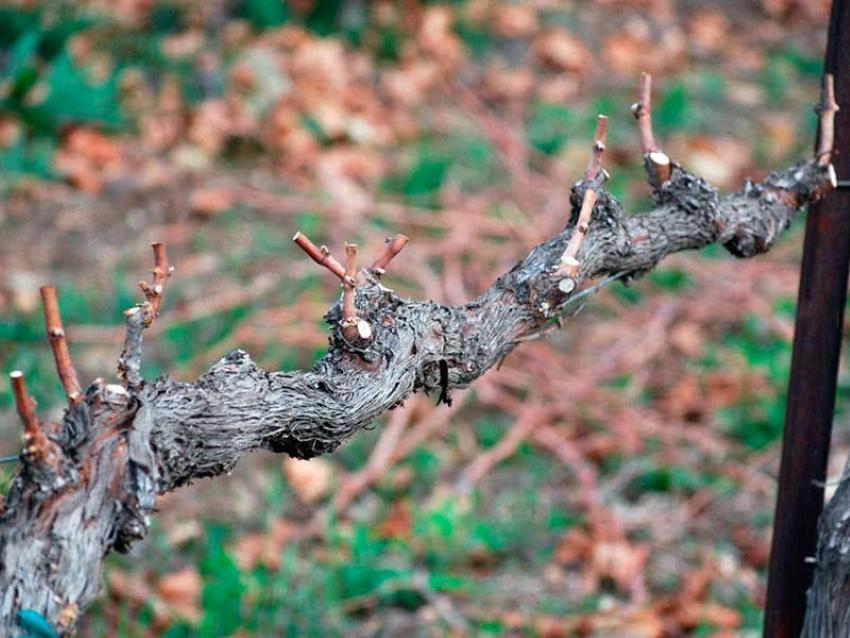 bienfaits de la taille des raisins d'automne