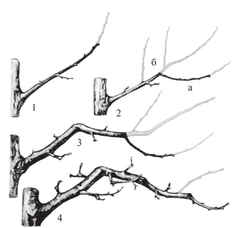 rajeunissement d'une branche grâce à une toupie