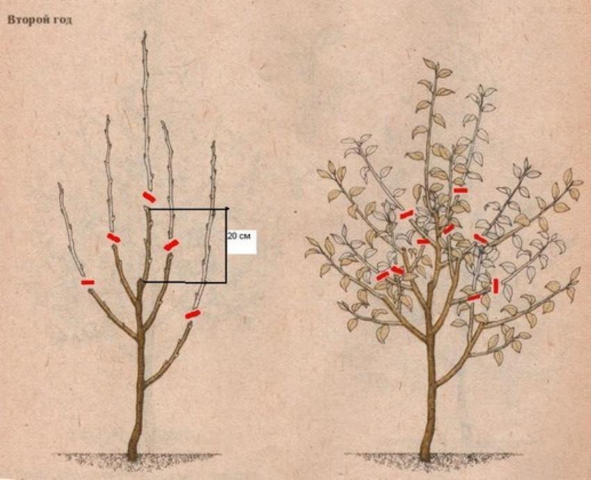 taille des pommiers nains