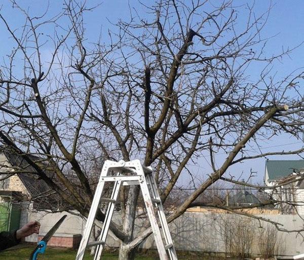 taille des pommes