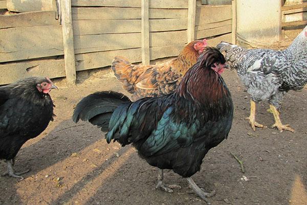 conditions confortables pour les poulets