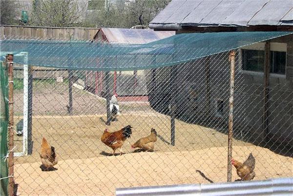 gallinero con área para caminar