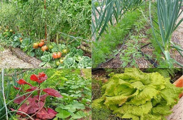 rotación de cultivos en las camas según Kurdyumov