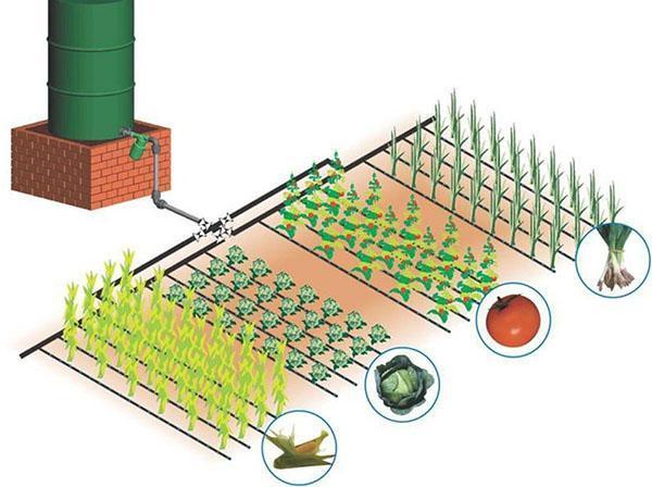 organisation de l'irrigation goutte à goutte