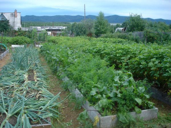 potager selon Kurdyumov