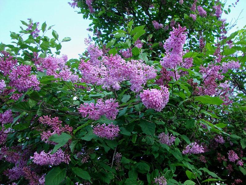 Lila húngara en el jardín