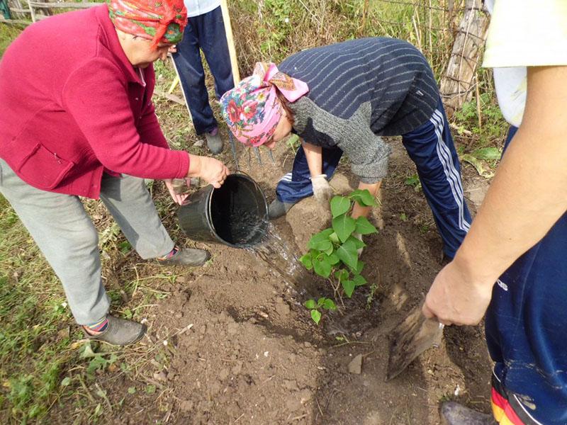 plantar lilas húngaras