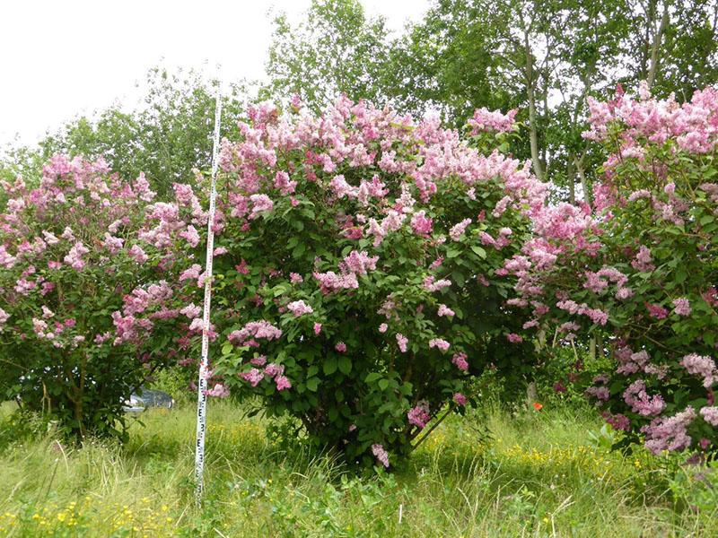 lugar de cultivo de lila