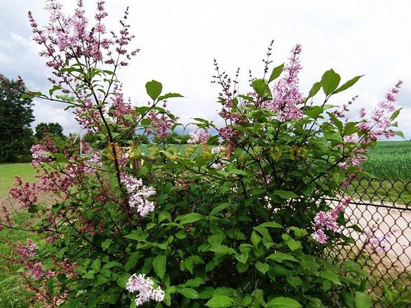 décoration de parcelle lilas hongrois