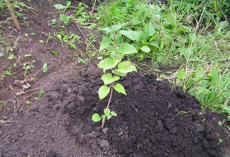 gaule lilas plantée dans le sol