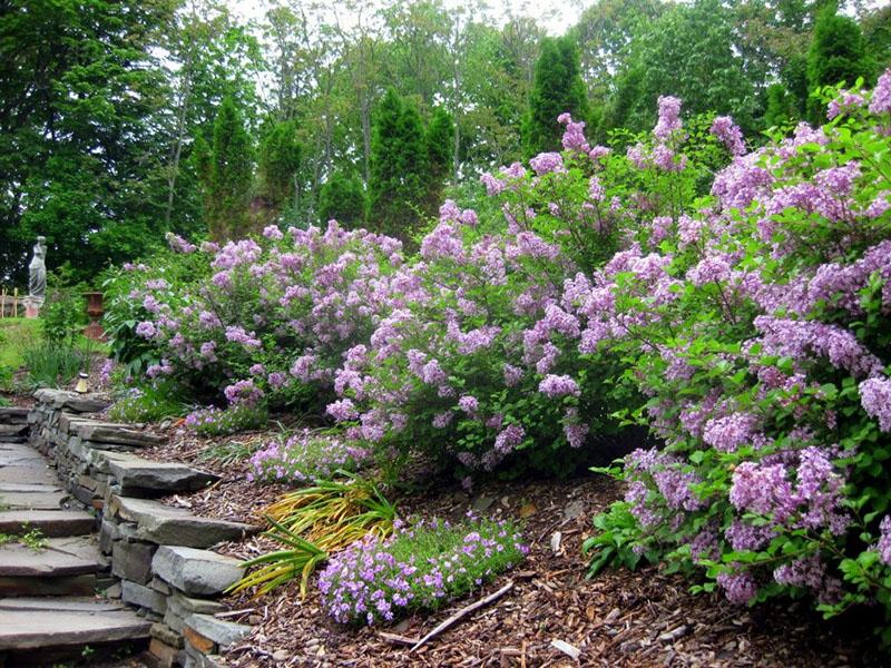 cría de lilas