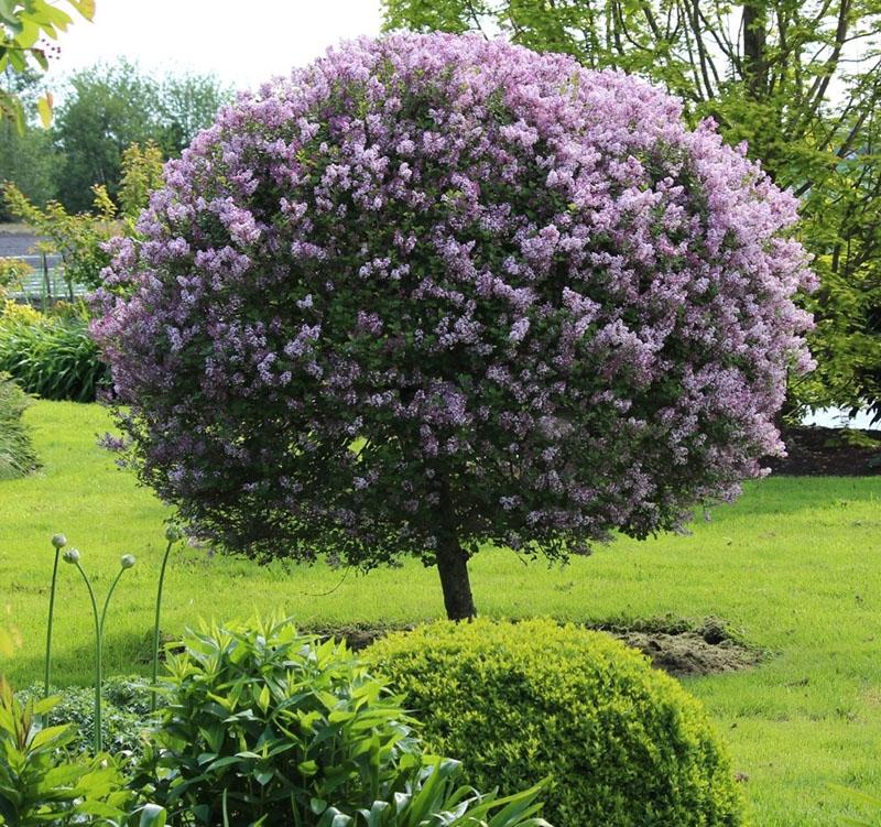 flores de arbusto lila