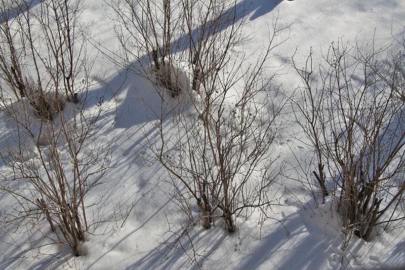 Lilas hongrois en hiver