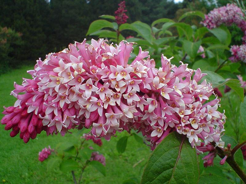 lilas parfumé