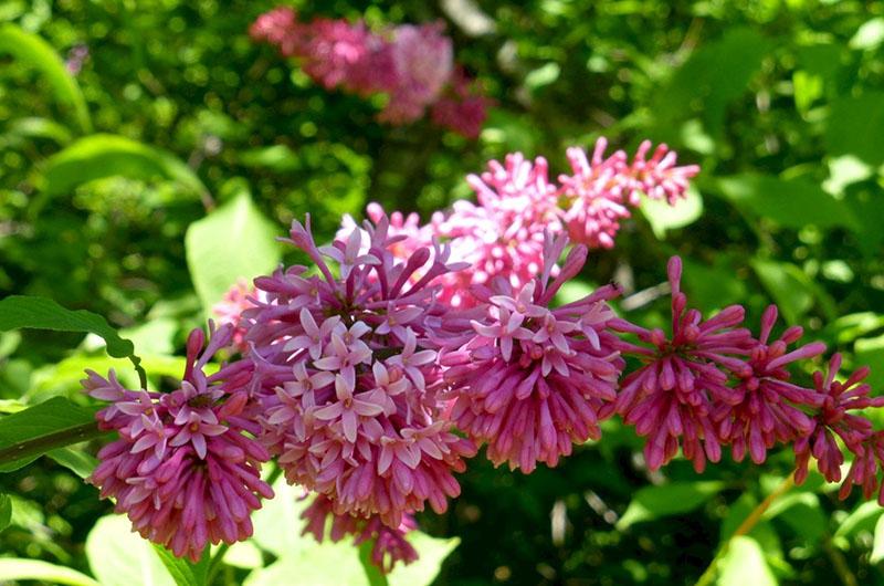 lilas à fleurs rouges