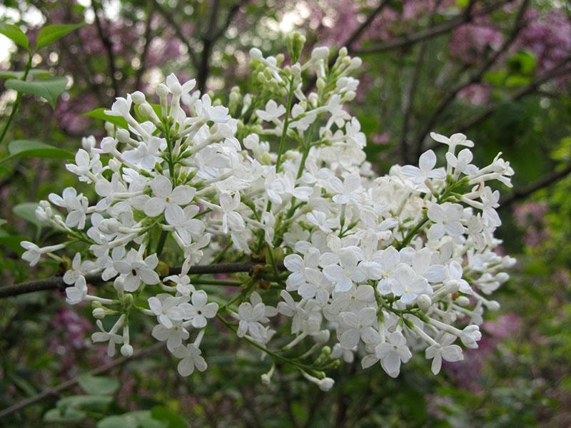 lilas à fleurs blanches
