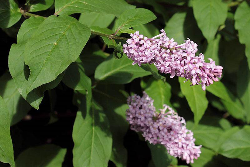 grandes feuilles de lilas