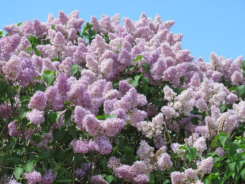 le lilas fleurit abondamment