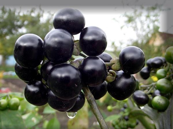 Bouquet de baies de myrtille