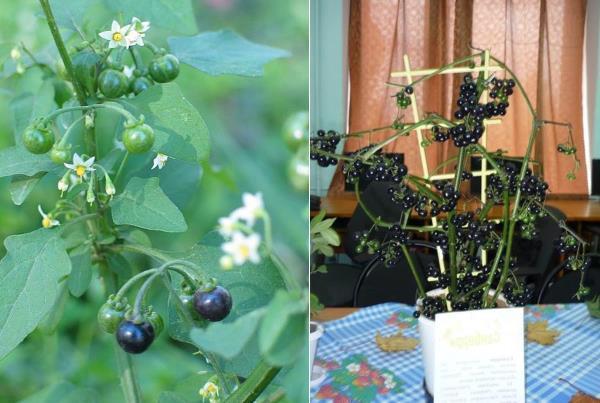 Sunberry en maceta