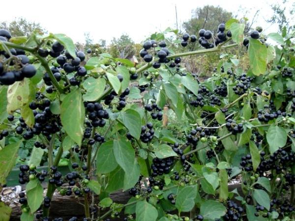 Sunberry bush atteint un mètre et demi de hauteur