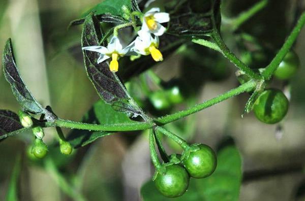 Sunberry porte des fruits tout l'été