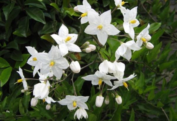 Sunberry en fleurs