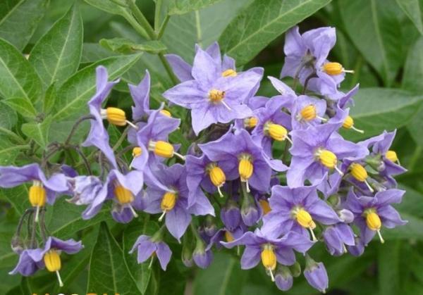 Belles fleurs de myrtille