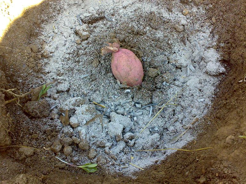 introducción de cenizas durante la siembra