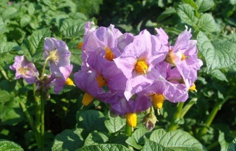 pommes de terre en fleurs