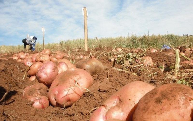 variedad de patata Irbitsky resistente a la sequía