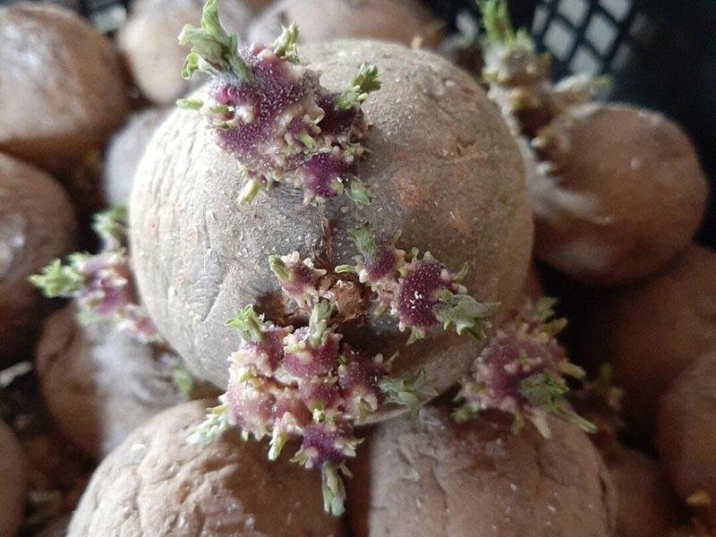 les pommes de terre sont prêtes à planter