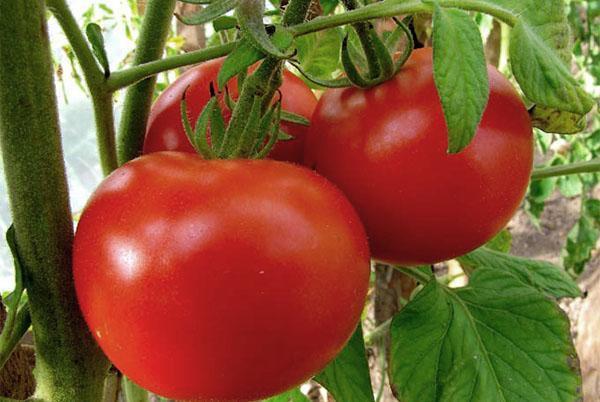 Tomates de junio