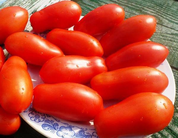 Variedad de tomate Ladies dedos