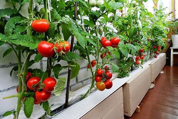 Milagro del balcón de los tomates