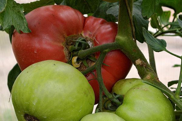 Tomates para hacer salsas y pastas