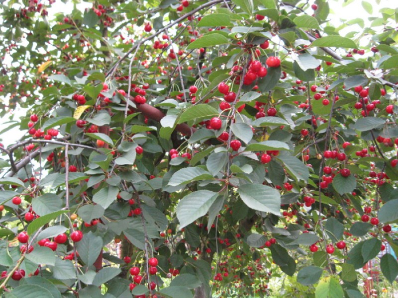 cereza negra madura