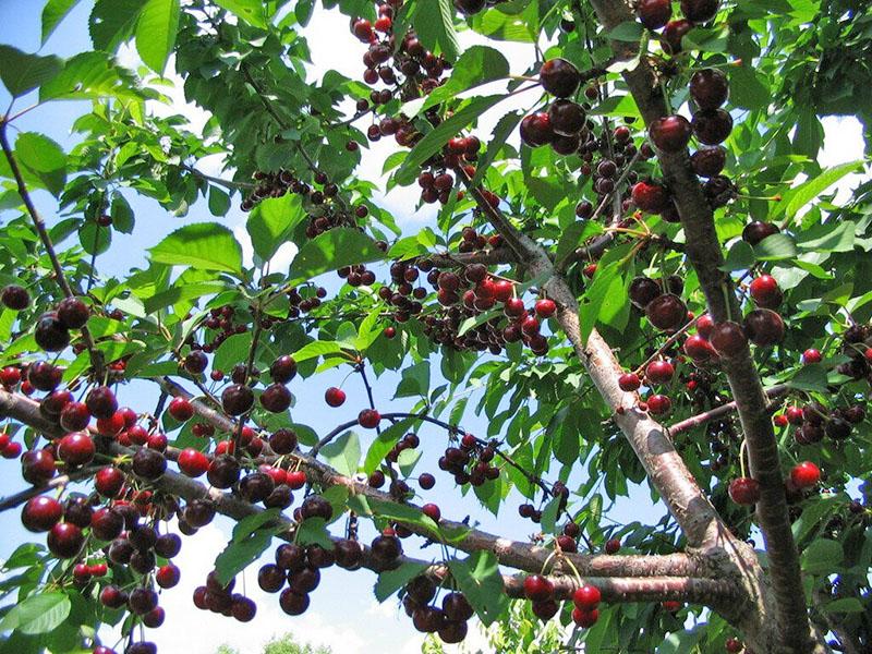 polinizadores para cereza de corcho negro