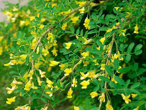 acacia jaune