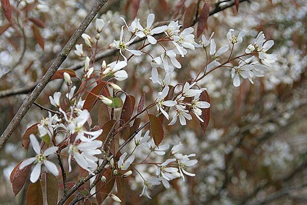 haie d'aronia