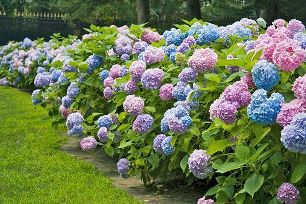 hortensia comme haie