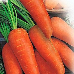 Zanahorias Shantane