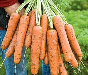 Zanahorias Vita Long