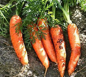 Zanahorias al aire libre