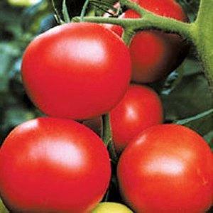 Variété de tomate Ural F1