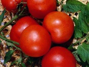 En la foto, la variedad de tomate Nevsky.